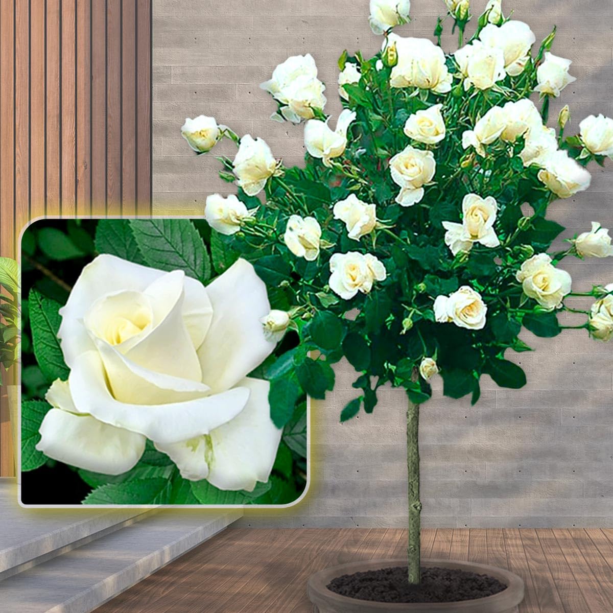 6 Stammrosen Set - Pascalie, Osiria, Double Delight Sorten, Ideal Für Balkon & Terrasse