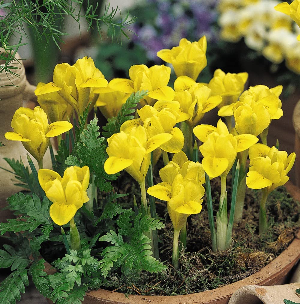 Iris Dwarf Danfordiae 160 Bulbs Fragrant Spring Yellow Flowers by T&M