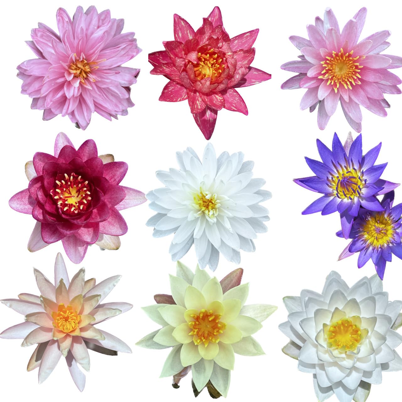 Amazon.co.jp: スイレン 温帯性睡蓮【耐寒性睡蓮】 ランダム子株 2