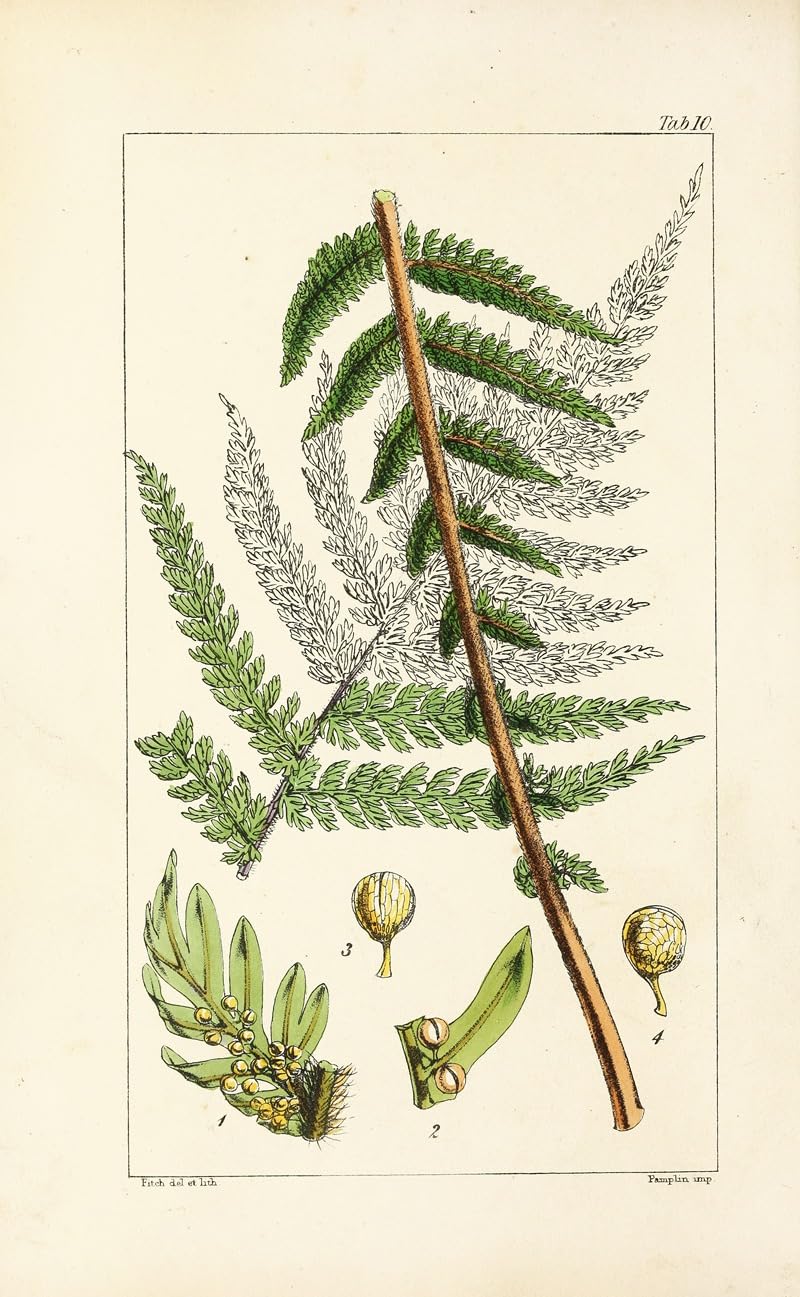 Wiek paproci Pl.10 (1854) plakat wydruk autorstwa Williama Jacksona Hookera (24 x 36)