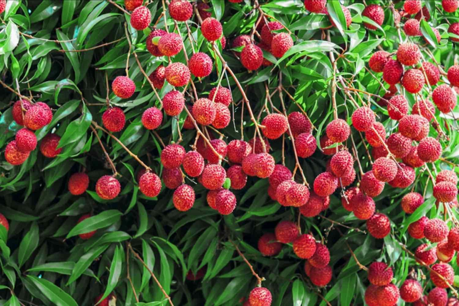Dwarf Sweet Litchi Healthy & Fresh Short Time Lychee Live Fruit Plant (B0CCJ4Y41X) Amazon Price History, Amazon Price Tracker