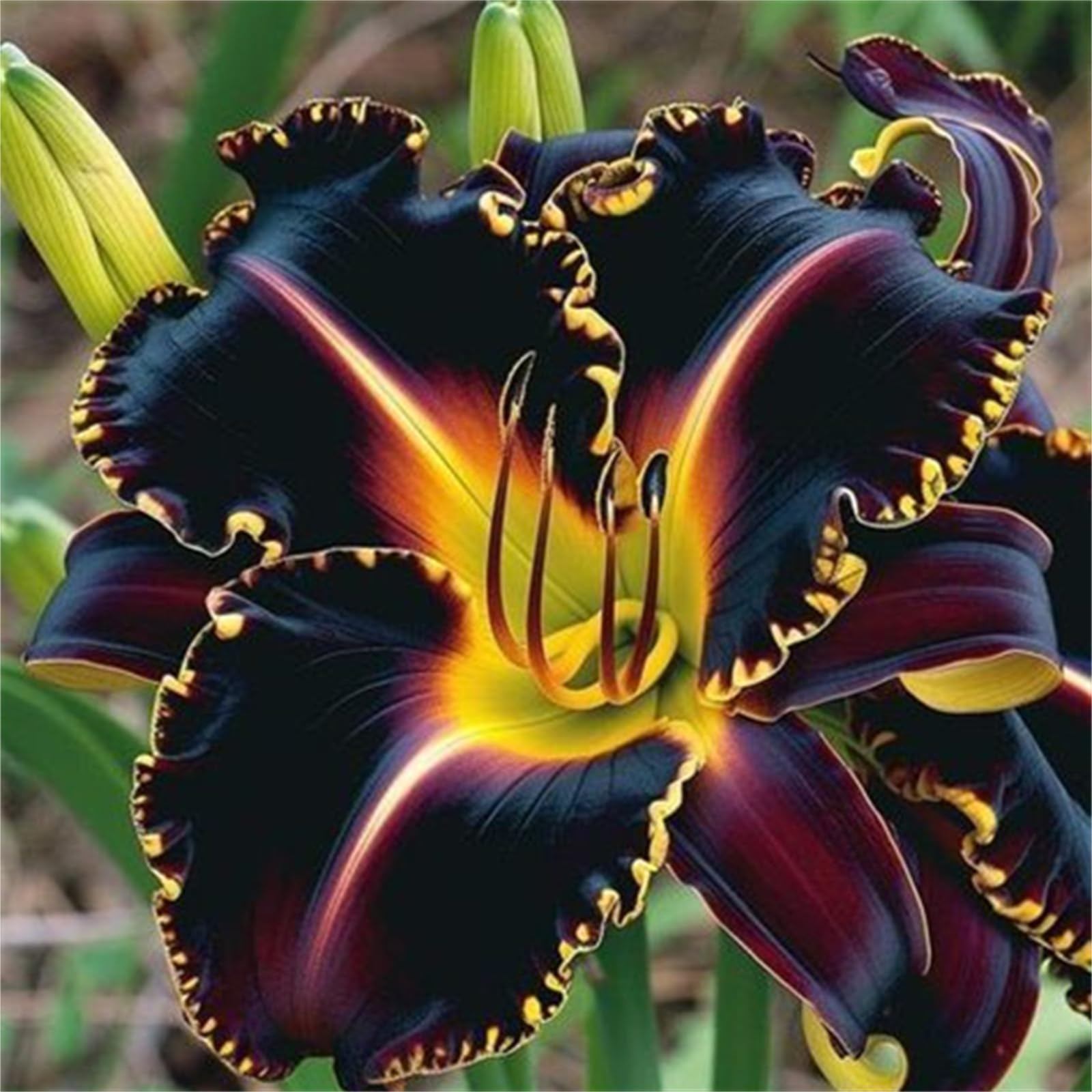 Quality Perennial Lily Bulbs in Multiple Colours, Ready to Plant for Instant Garden Display-2bulbs-B