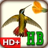 Audubon's Hummingbirds Live HD+ Wallpaper Gallery
