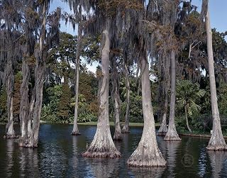 Winter Haven, FL Photo - Cypress Gardens Near Winter Haven, Florida - 30in x 24in