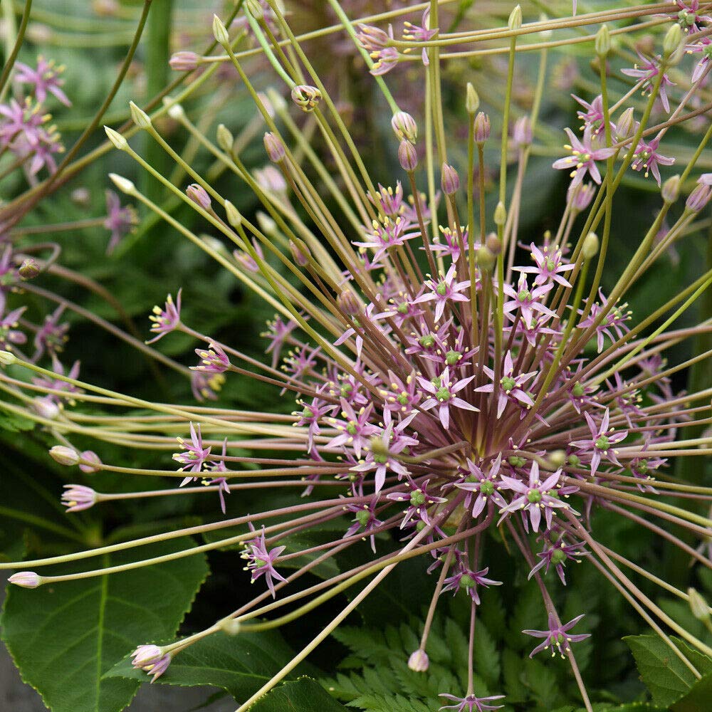 3 Allium Schubertii Bulbs Garden Plant Hardy Perennial Flowering Garden Plants Easy to Grow Your Own by Thompson and Morgan