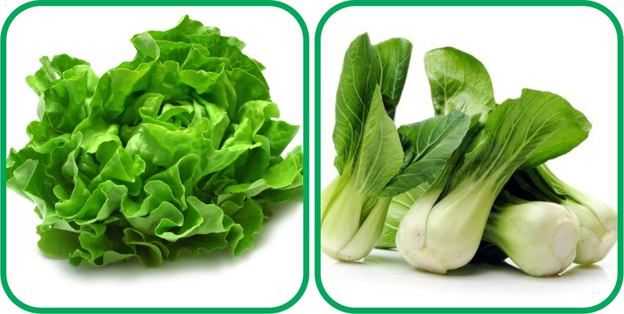 Aero Seeds Pak Choi (50 Seeds) And Lettuce (100 Seeds) Vegetable Seeds Pack (B0989YP9DW) Amazon Price History, Amazon Price Tracker