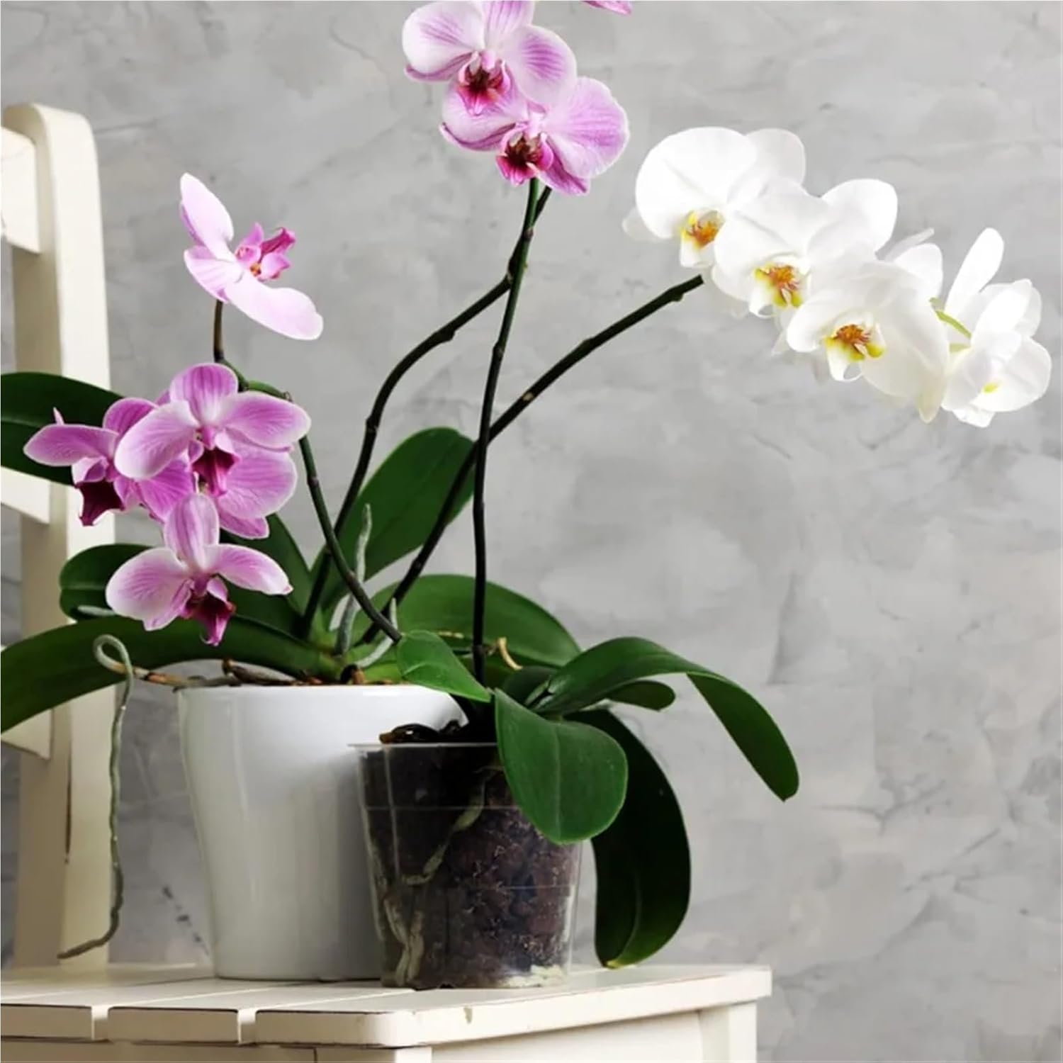 Plastic Seedlings Plants 16pcs 4.5 Inch Clear Pots with Holes Plastic Planter Nursery Seeding for Repotting Orchids