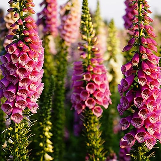 Amazon ジギタリスの種 心地よい香り 装飾花 非gmo 長い開花 観賞用花 1000 Pcs B 花