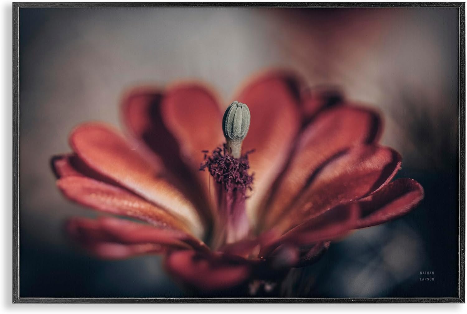 Stupell Industries Red Elevation Bloom Framed Giclee Art Design by Nathan Larson