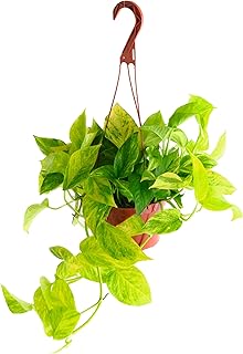 Shop Succulents Pothos Neon Queen, Live Indoor Plant, Low Maintenance Ho...