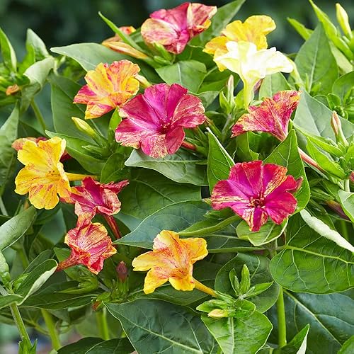 Outsidepride 200 semillas perennes Mirabilis Jalapa Four O 'Clock Marbles Flower Seed Mix para plantar