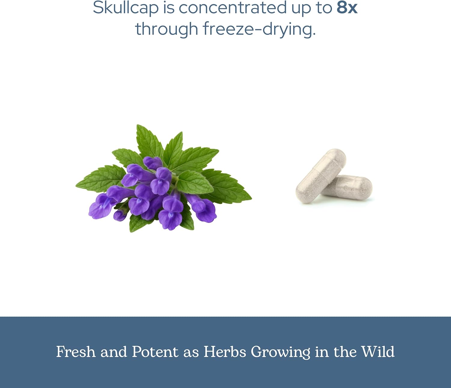 Eclectic Herb - Skullcap Capsules | Natural Sleep, Calm & Relaxation Support | Herbal Supplement | Vegan, Non-GMO, Gluten Free, Raw, Freeze-Dried (90 CT | 350 mg)
