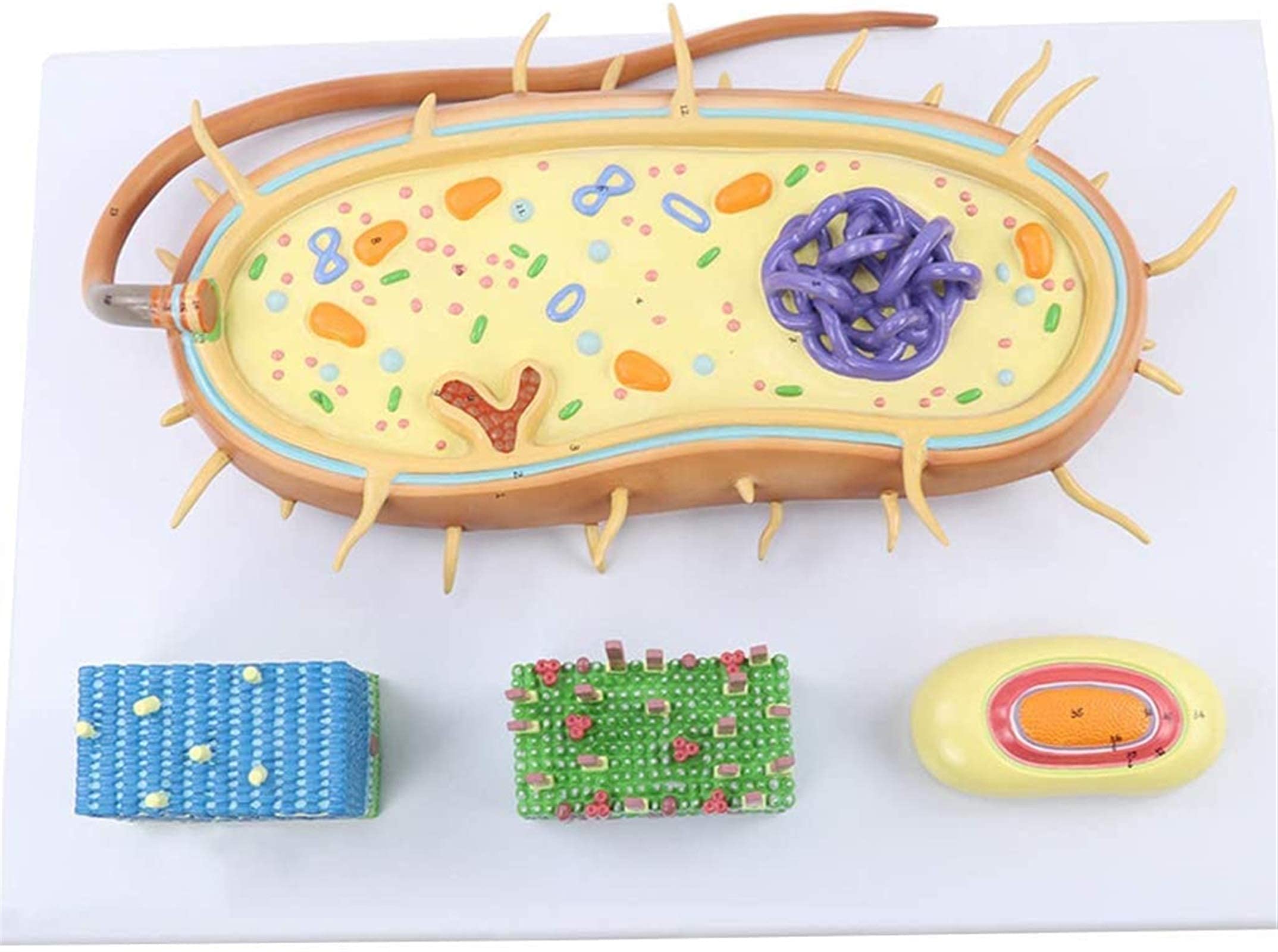DEAVER Modelos médicos,Modelo de anatomía Nuclear de células bacterianas,Modelo de anatomía biológica Modelo de flagelo biológico del cromosoma del núcleo,para Entrenamiento médico