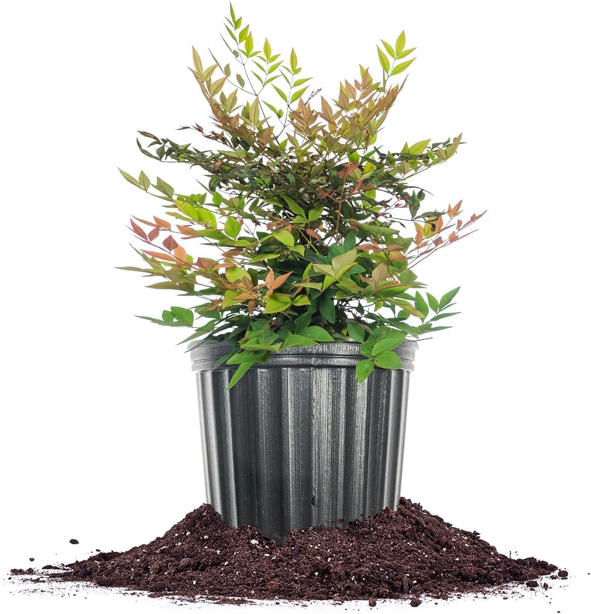 Perfect Plants Gulfstream Nandina 1 Gal. Pot | Heavenly Bamboo | Low Maintenance | Vibrant Color Changing Foliage