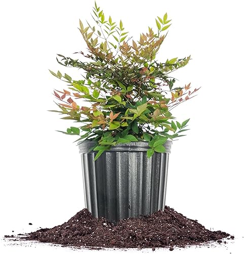 PERFECT PLANTS Gulfstream Nandina - Maceta de 1 galón de bambú celestial, bajo mantenimiento, follaje vibrante que cambia de color