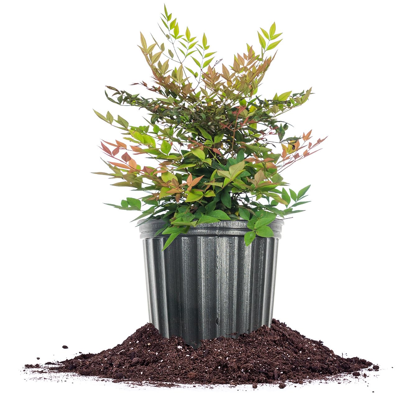 Gulfstream Nandina