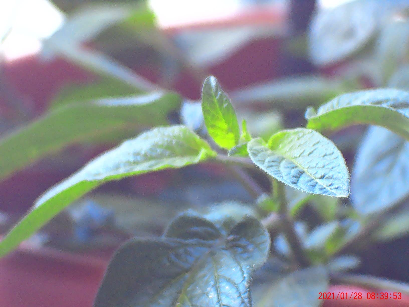 Night vision device with 4k