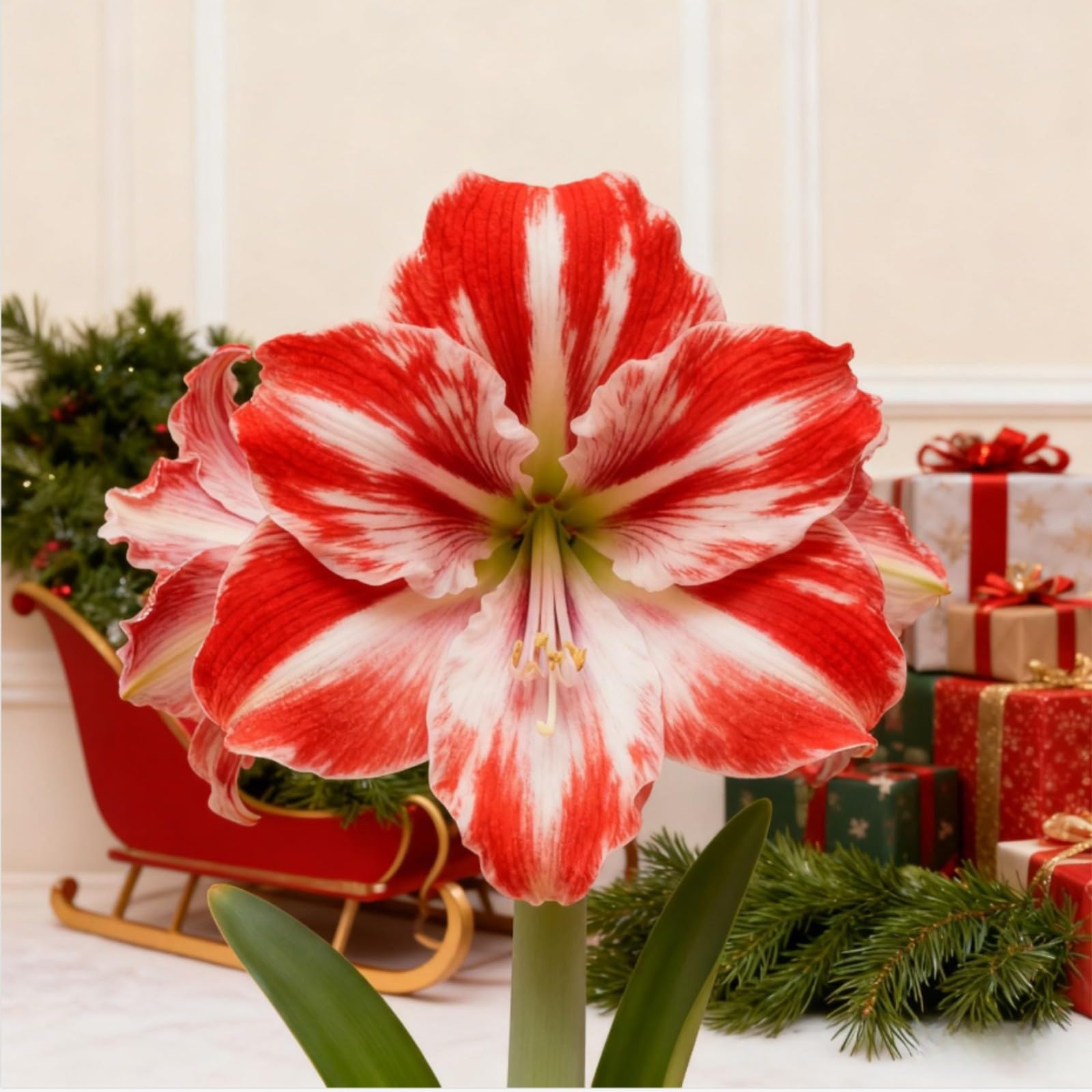Amaryllis for Planting Now UK Ornamental Excellent Perennial Display Bulbs Good for Containers Natural Organic Greening Flower Easy Plant Unique-1bulb-I