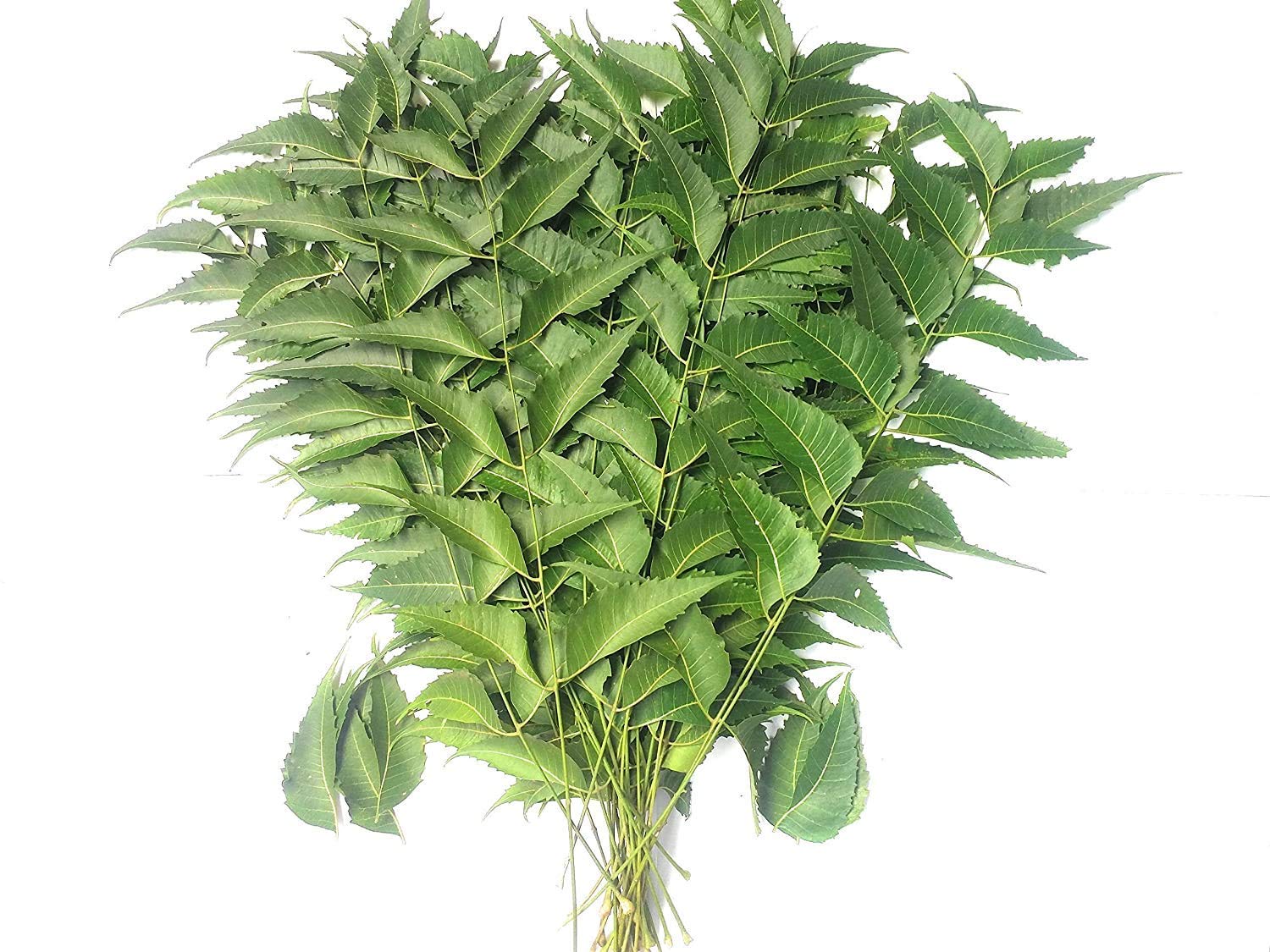 Fresh Neem Leaves, 50 g.