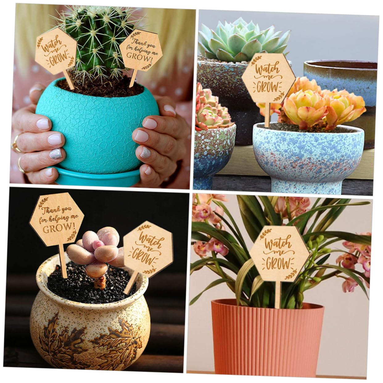 BESPORTBLE 4 Sätze Saftige Karte Pflanzenetiketten Für Pflanzenstützen Für Freilandpflanzen Holzbtiketts Pflanzenpflege Pflanzenmarkierungsetikett Kleines Pflanzenetikett 40 Stück * 4