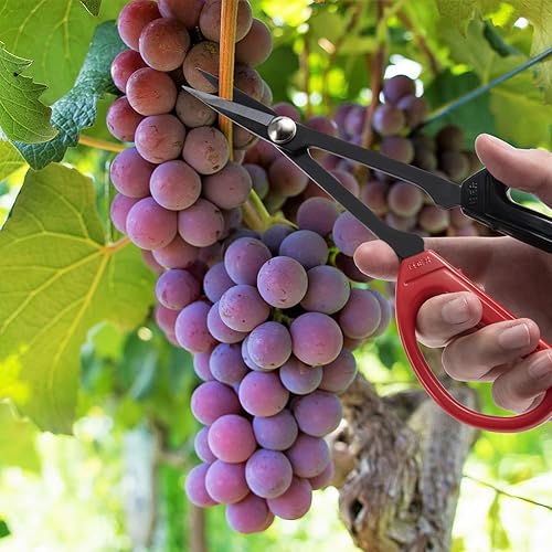 Miniatura 5 de Goture Paquete de 1 tijera de podar recta profesional de 8.0 pulgadas con hoja de acero SK-5 para cortes suaves y limpios, podadora manual de jardín