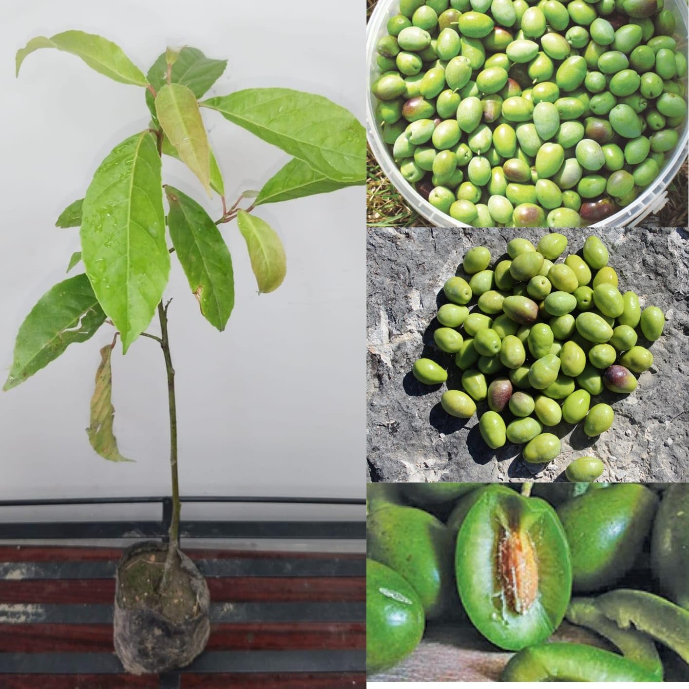 See full amazon price history chart for Natura GreenHouse 1Live hybrid Air Layering olive Oil Plant olive tree live plant Natura GreenHouse 1Live hybrid Air Layering olive Oil Plant olive tree live plant (B0C5RY57CB) Amazon Price History, Amazon Price Tracker