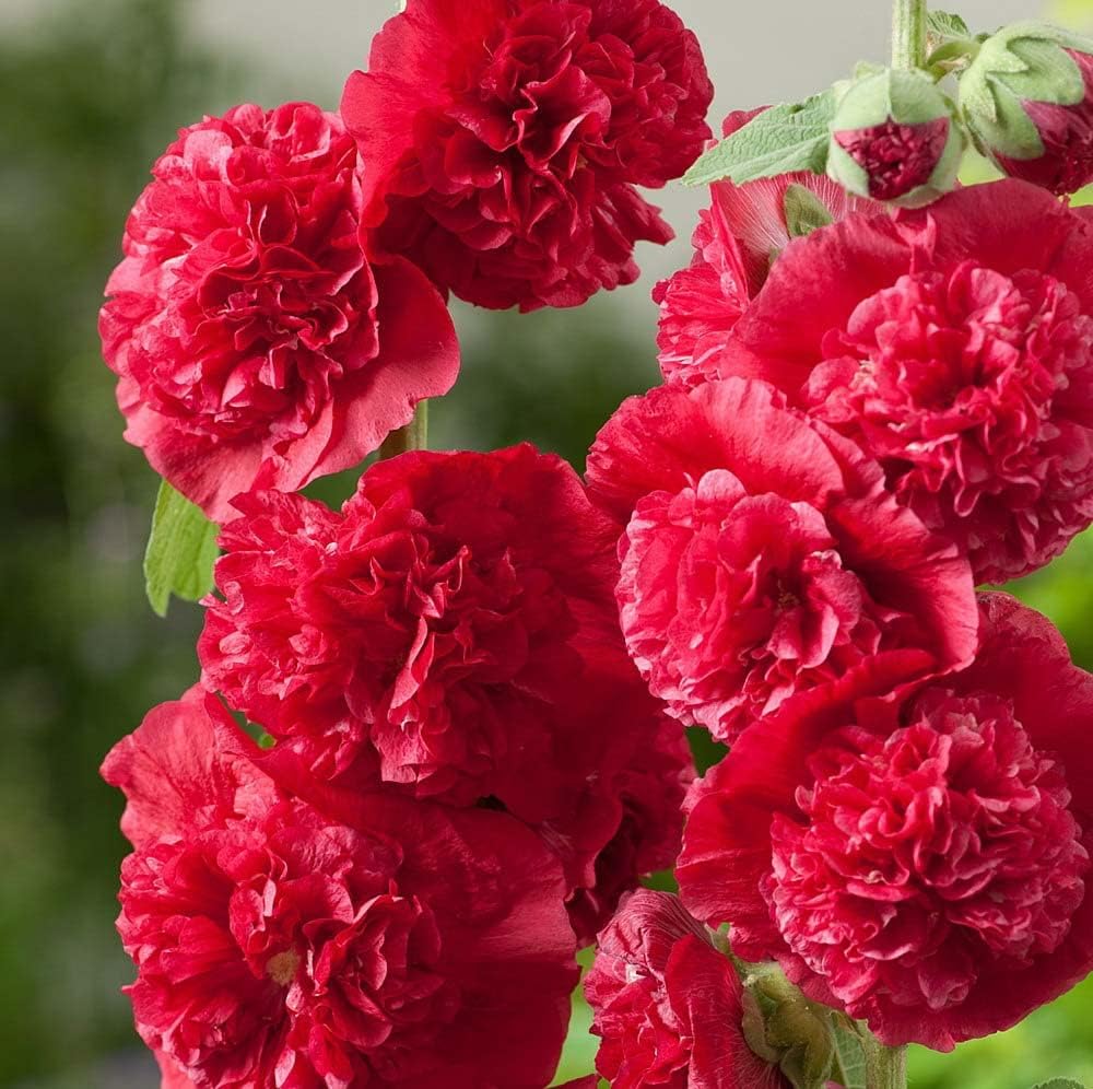 Votaniki Chater's Double Red Hollyhock Rhizome - Long-Lasting, Perennial, Alcea Rosea Chater's Double Flowering Rhizome for Planting - Double-Petaled Blooms | Easy to Grow, Perfect for Cut (2 Pack)