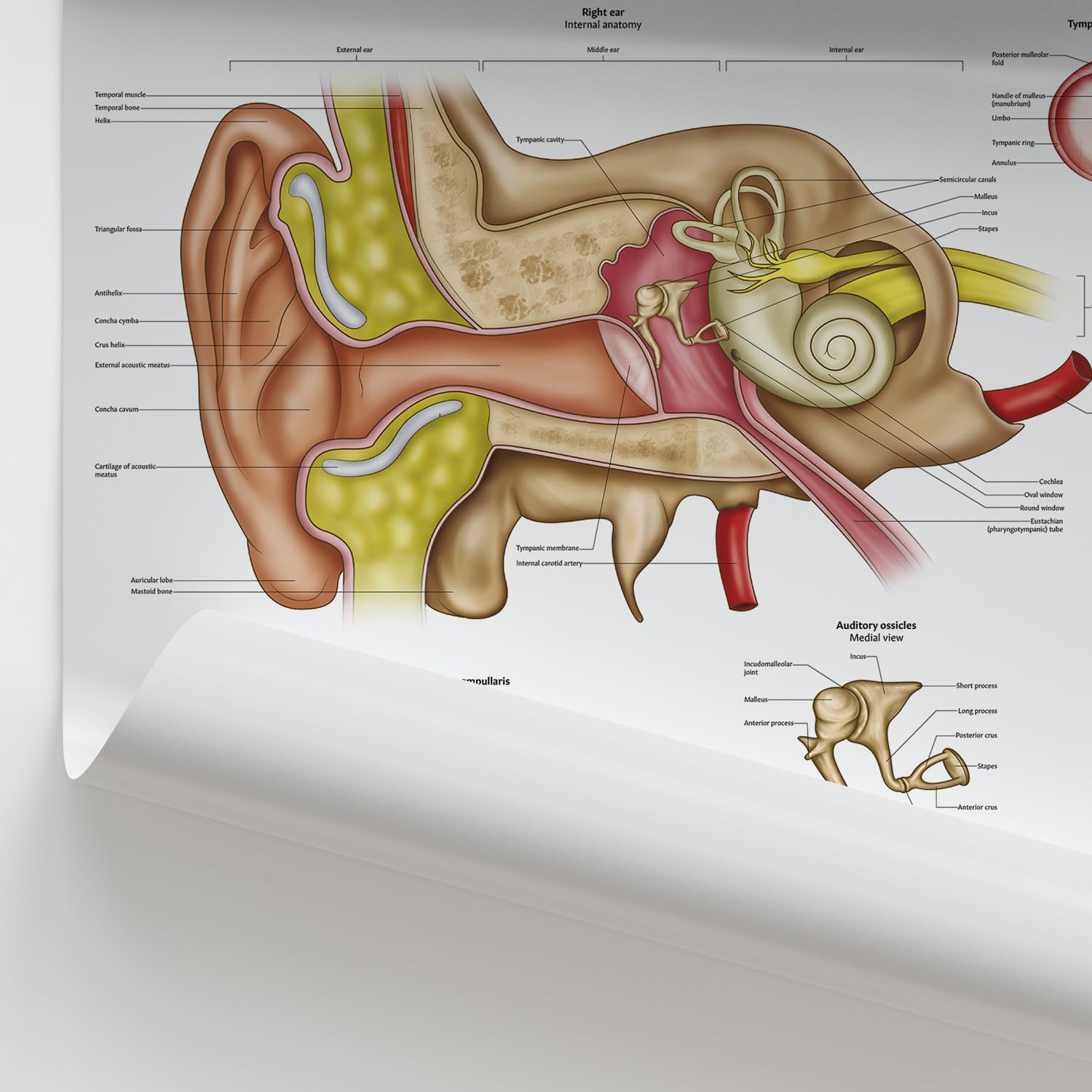 AnatomyStuff Poster Ohranatomie, 45 x 60 cm, HNO-Diagramm, anatomisches Mittelohrdiagramm