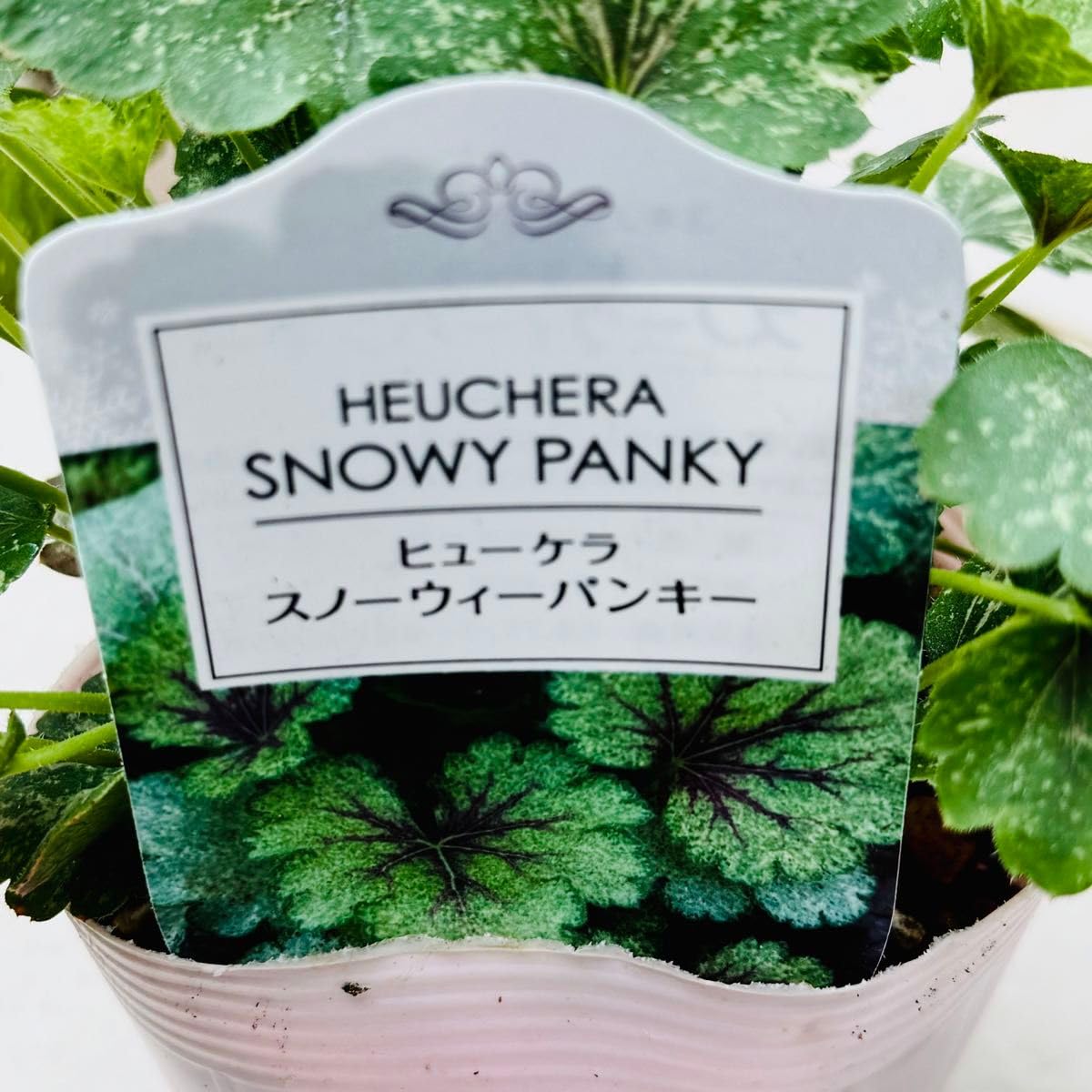 Amazon.co.jp: ヒューケラ スノーウィーバンキー 超レア品種