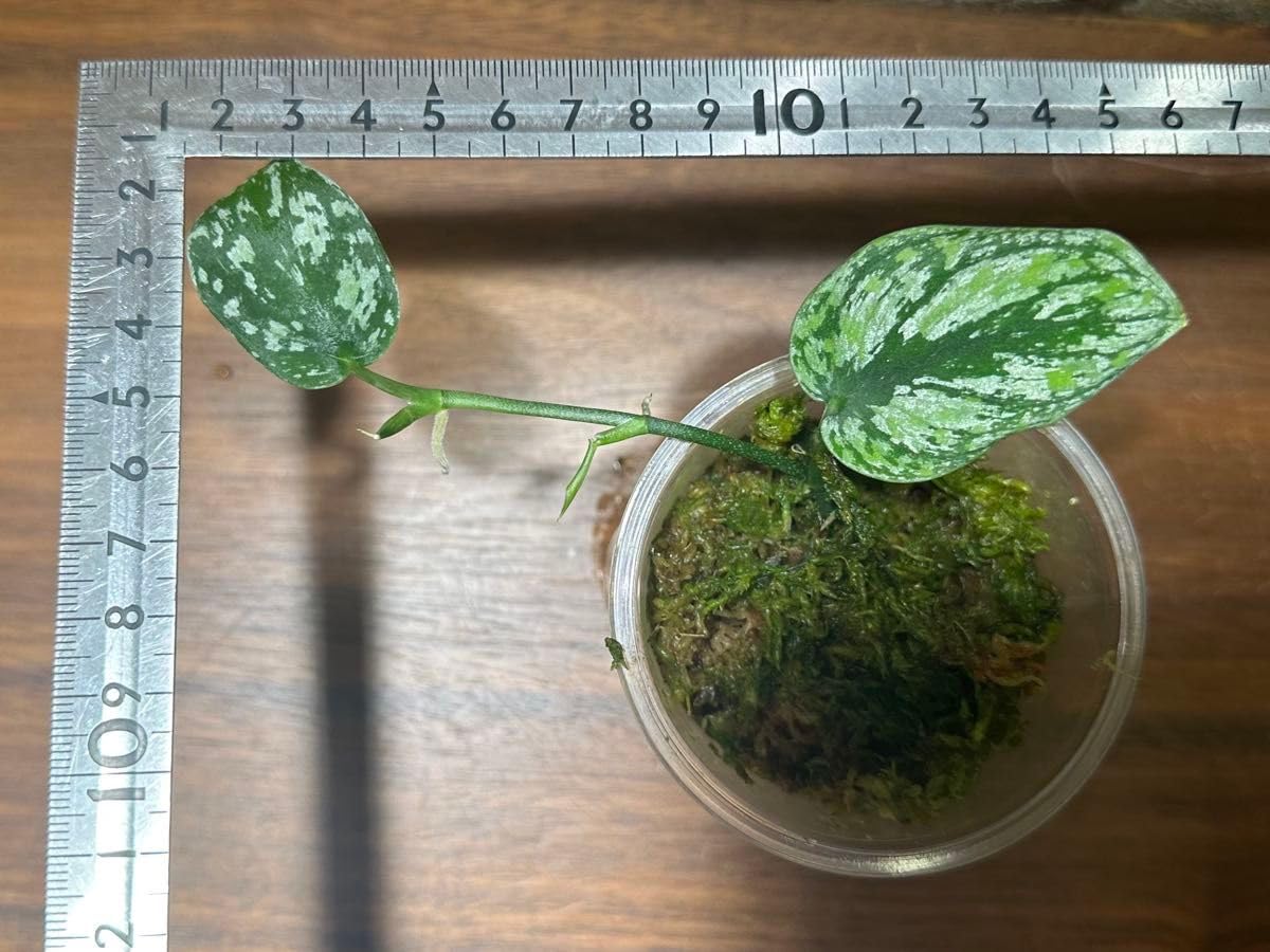 Amazon.co.jp: スキンダプサス トリカラー ダークフォーム Scindapsus