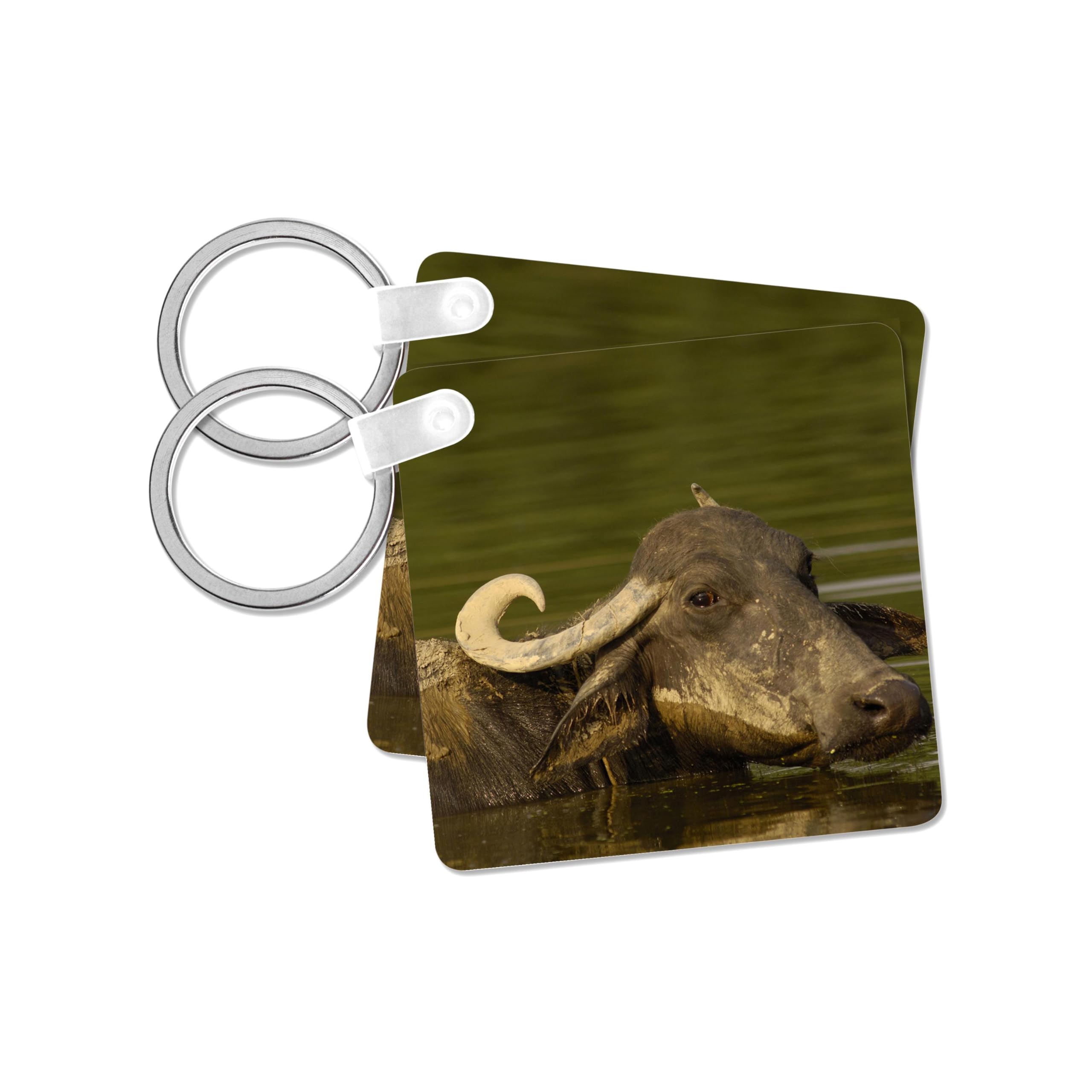 3dRose, Water buffalo, Wildlife, Bharatpur village, AS10 POX0543 - Pete Oxford, set of 2 Key Chains
