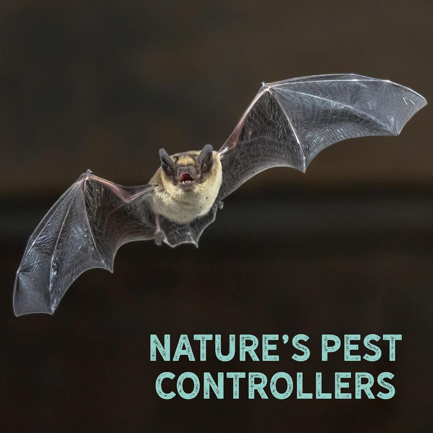 Uncle Dunkels All-Natural Bat-Nip’ Pheromone Spray; 4 Fluid Ounces Bat House Attractant Spray