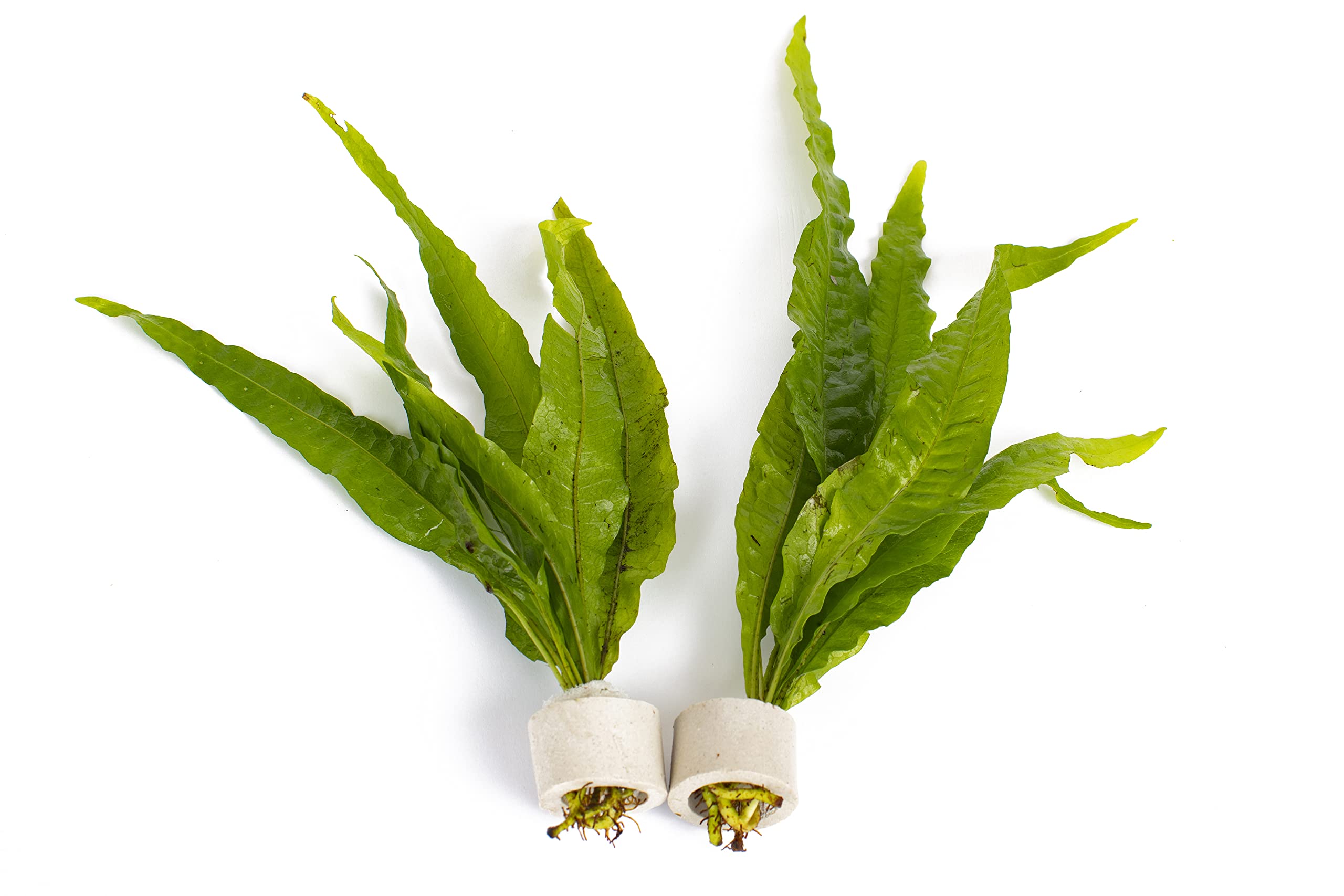 PondPlantsUK 2 x Live Plants for aquascaping, mosses, Fern, Tropical Aquatic Plants in Ceramic Weights (Microsorium Pteropus)