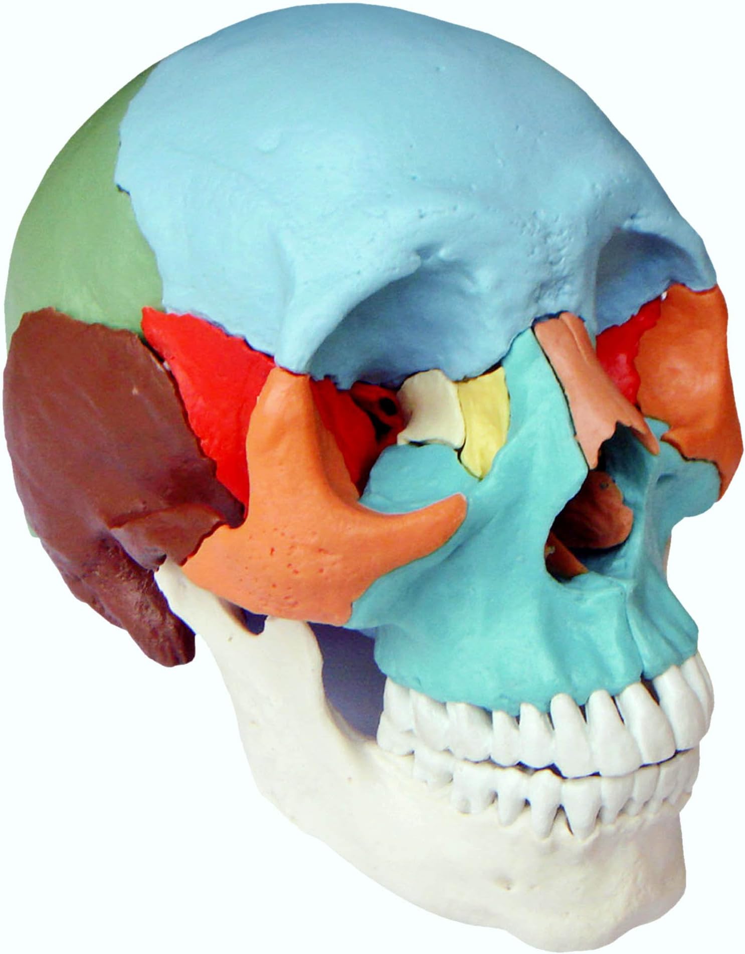 S24.2165 Adult Beauchene/Osteopathic Skull Model, 22-part, Didactic Colored