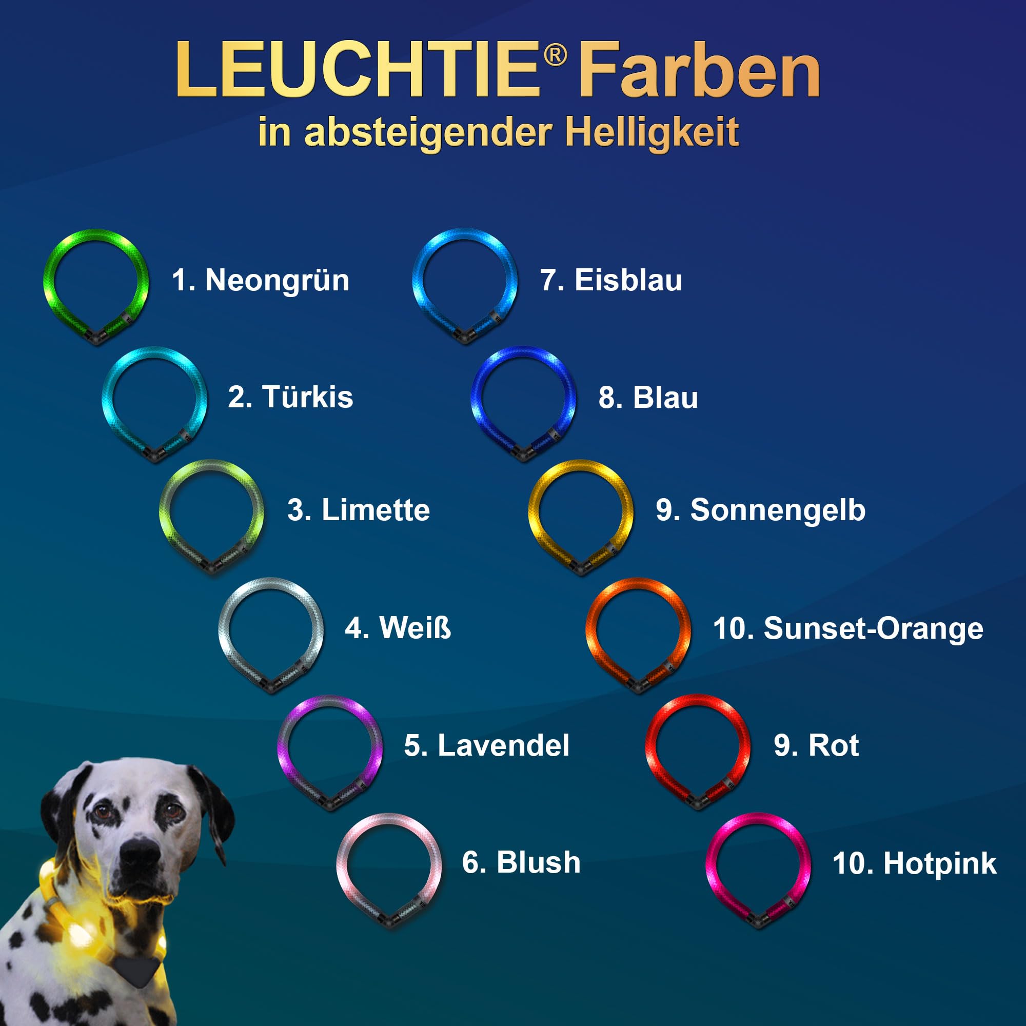 LEUCHTIE® Mini Leuchthalsband Hund batteriebetrieben, wasserdichtes LED Halsband, Leuchtband für Hunde 50 h Leuchtdauer, enorm hell für kleine Hunde, blau Größe 30