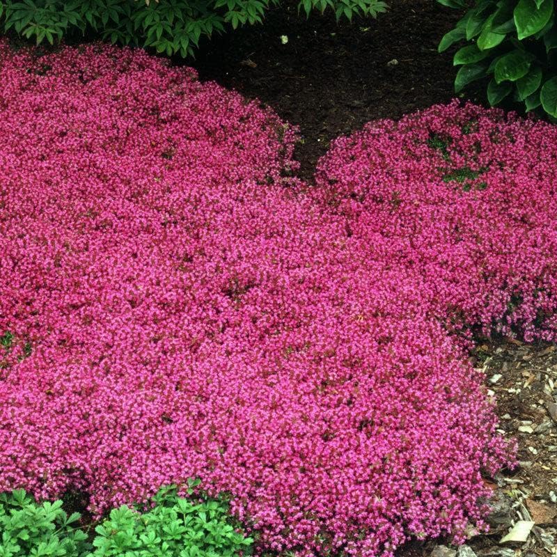 Miniatura 2 de 100 semillas de tomillo rastrero rojo  Groundcover Seeds