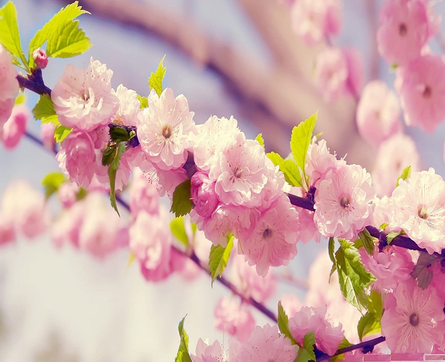 Urban Turtle Cherry Blossom Flower Tree Seeds (Pink) For home gardening (B0BZQFGKP1) Amazon Price History, Amazon Price Tracker