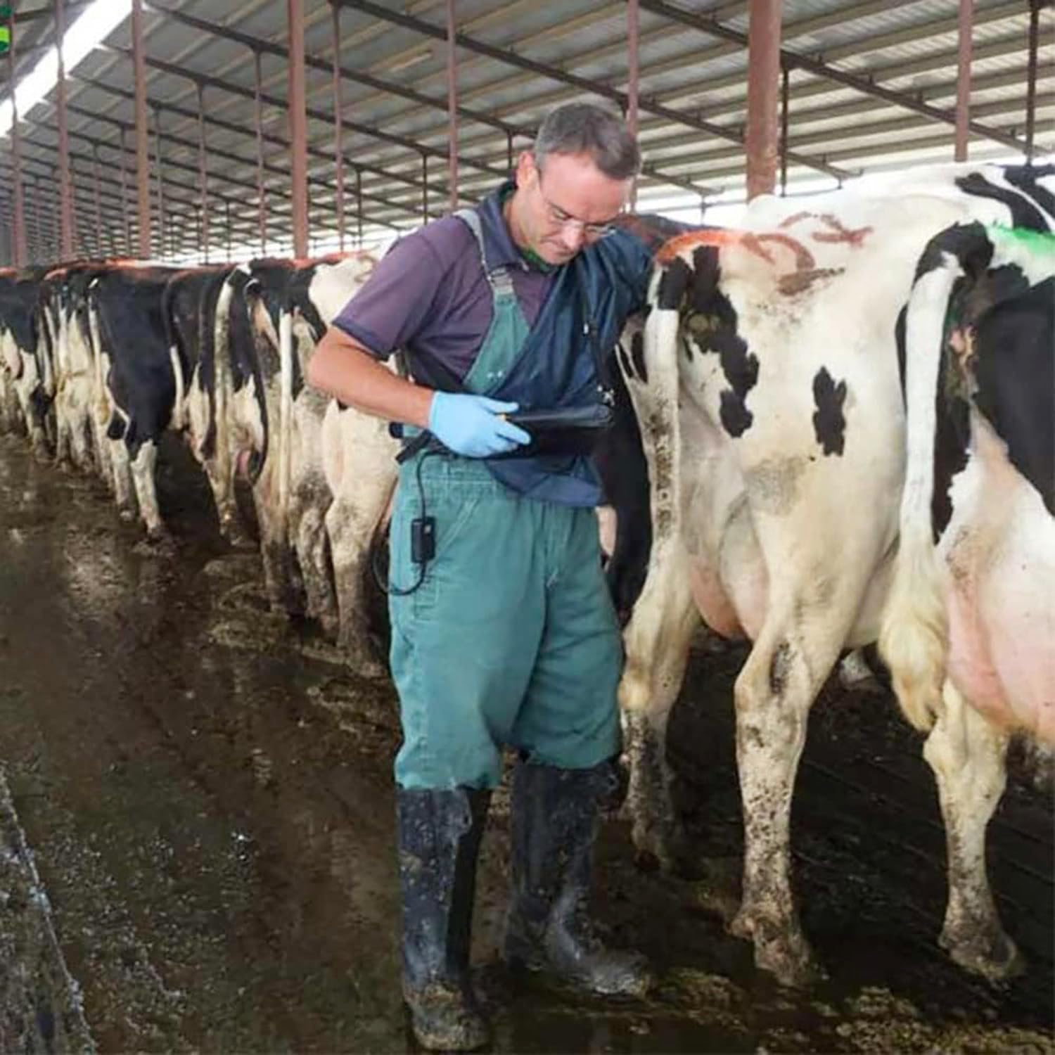 Ecografo Veterinario Impermeabile per Gravidanza,Test Di Gravidanza Animali Portatile Ad Alta Precisione Con Sonda Rettale 6,5 ​​mhz,Per Bovini,Cavalli,Cammelli Ed Equini