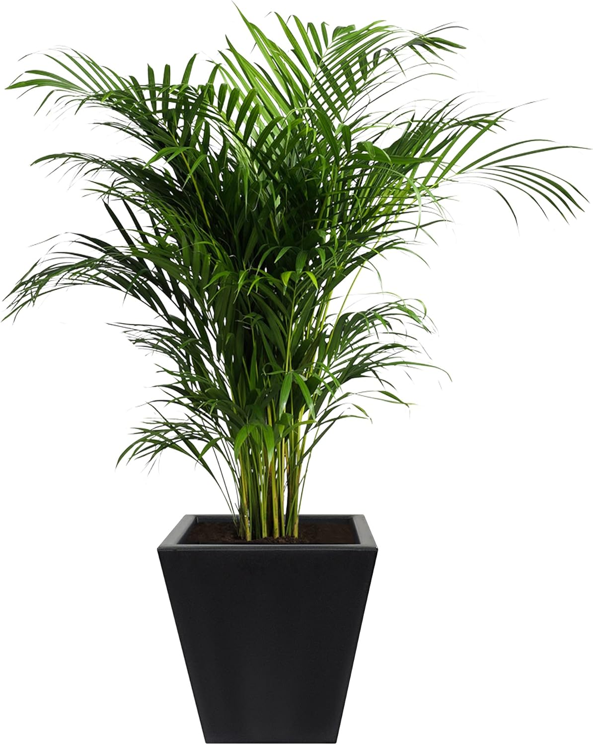 WELLHOME POLYETHYLENE Popper by ROTOMOULDING ANTHRACITY Color 40X40 cm, Anthracite