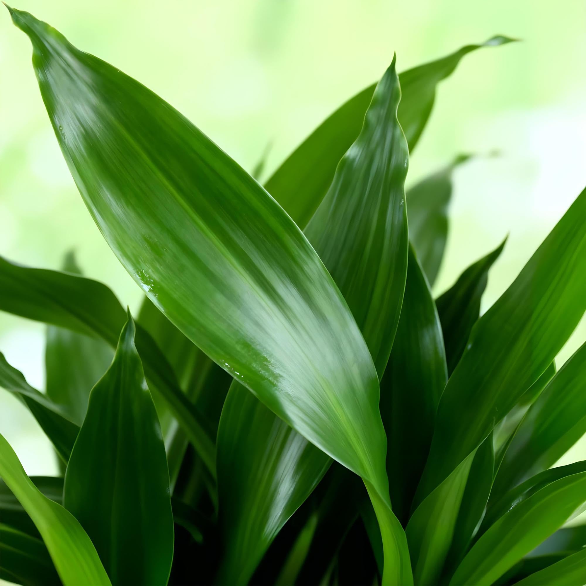 Green boutiQ - Plantes d'intérieur - Dracaena fragrans Steudneri - Arbre de dragon - Peu d'entretien - avec panier - Vert - 2 Plantes - Pot 17cm - Hauteur 50-55cm