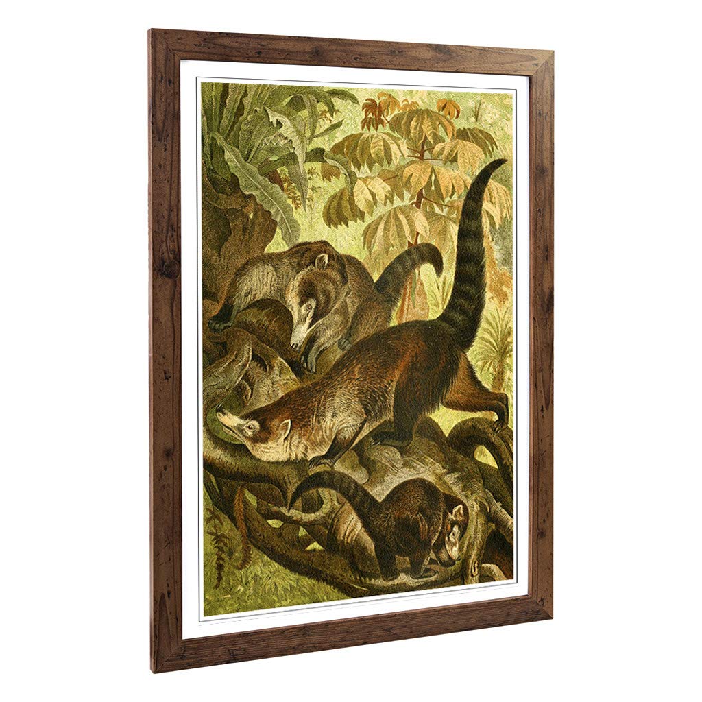 Big Box Art Framed Print of Vintage Brehms Tierlben White-Nosed Coati Design | Wall Art Picture | Home Decor for Kitchen, Living Room, Bedroom, Hallway, Walnut, A2 / 24.5x18 Inch / 62x45cm