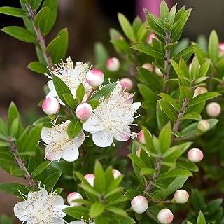 1 X MYRTUS 'TARENTINA' Tarentum Myrtle Evergreen Shrub Hardy Garden Plant in Pot