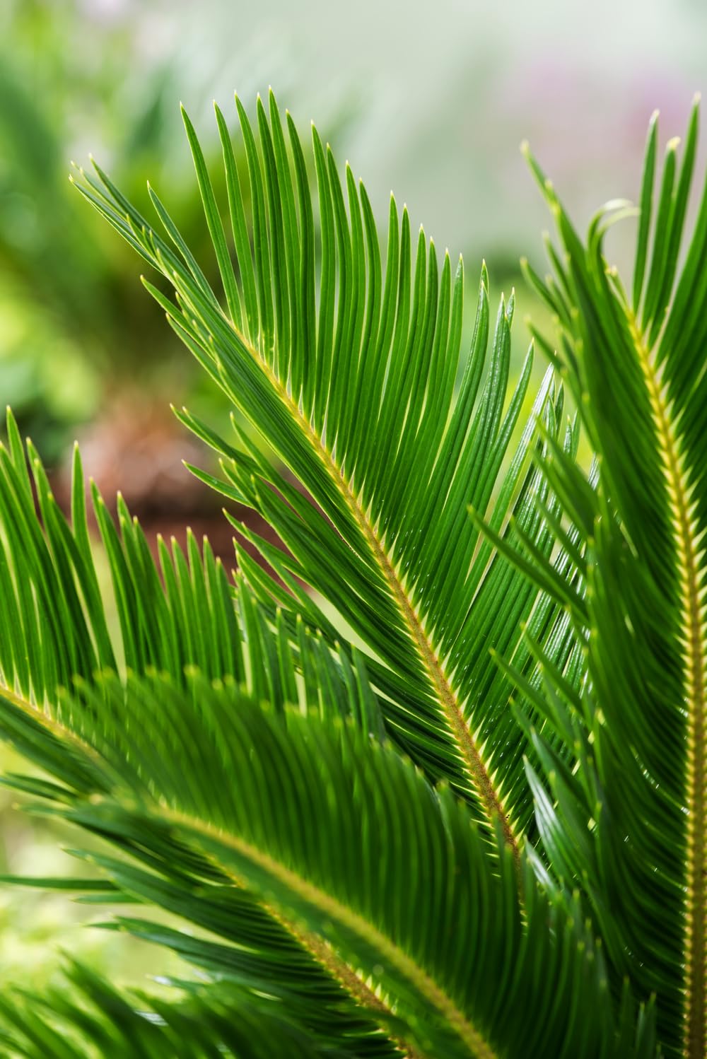 Cycas Revoluta (Sagopalme) Zimmerpflanze – Exotische Palme für Innenräume, Pflegeleicht & Langlebig (2, 60-70 cm)