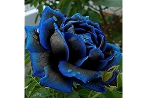 Midnight Blue Rose, Black and Blue Double Flowers