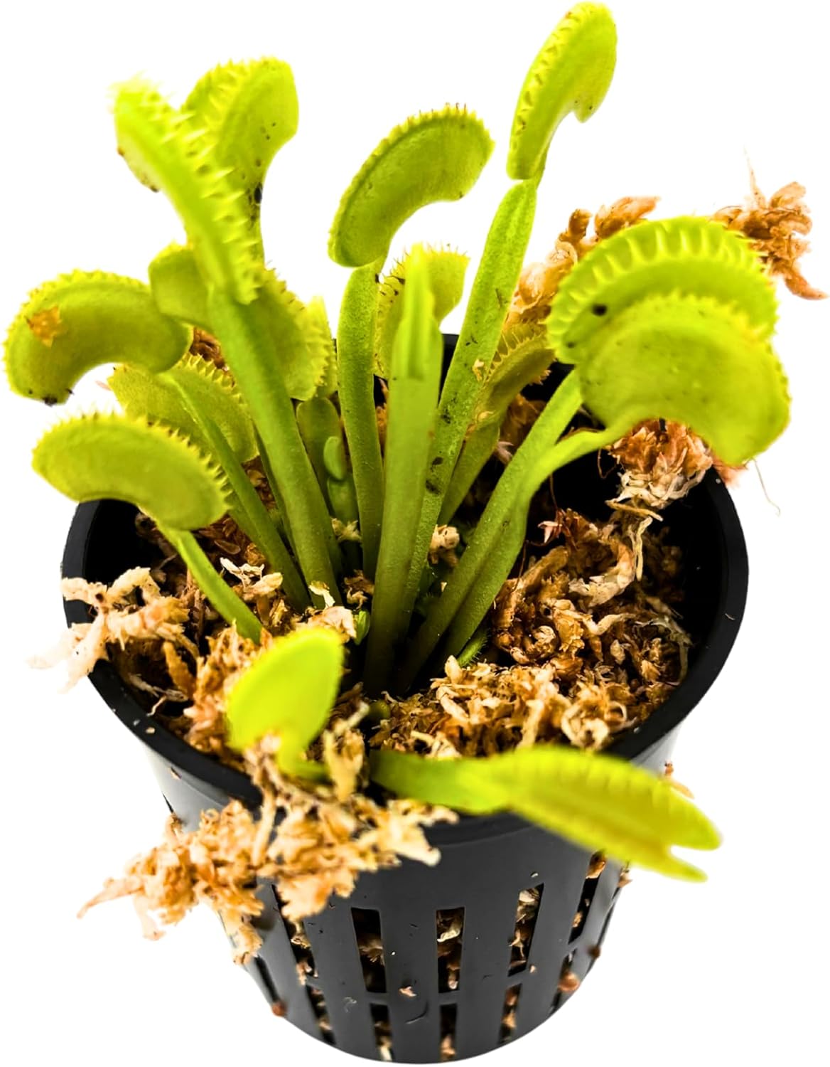 Venus Flytrap 4-Pack Assorted Live Plants – Carnivorous Plant Grab Bag with Mixed Varieties – Easy to Grow in Pots or Terrariums – Dionaea muscipula