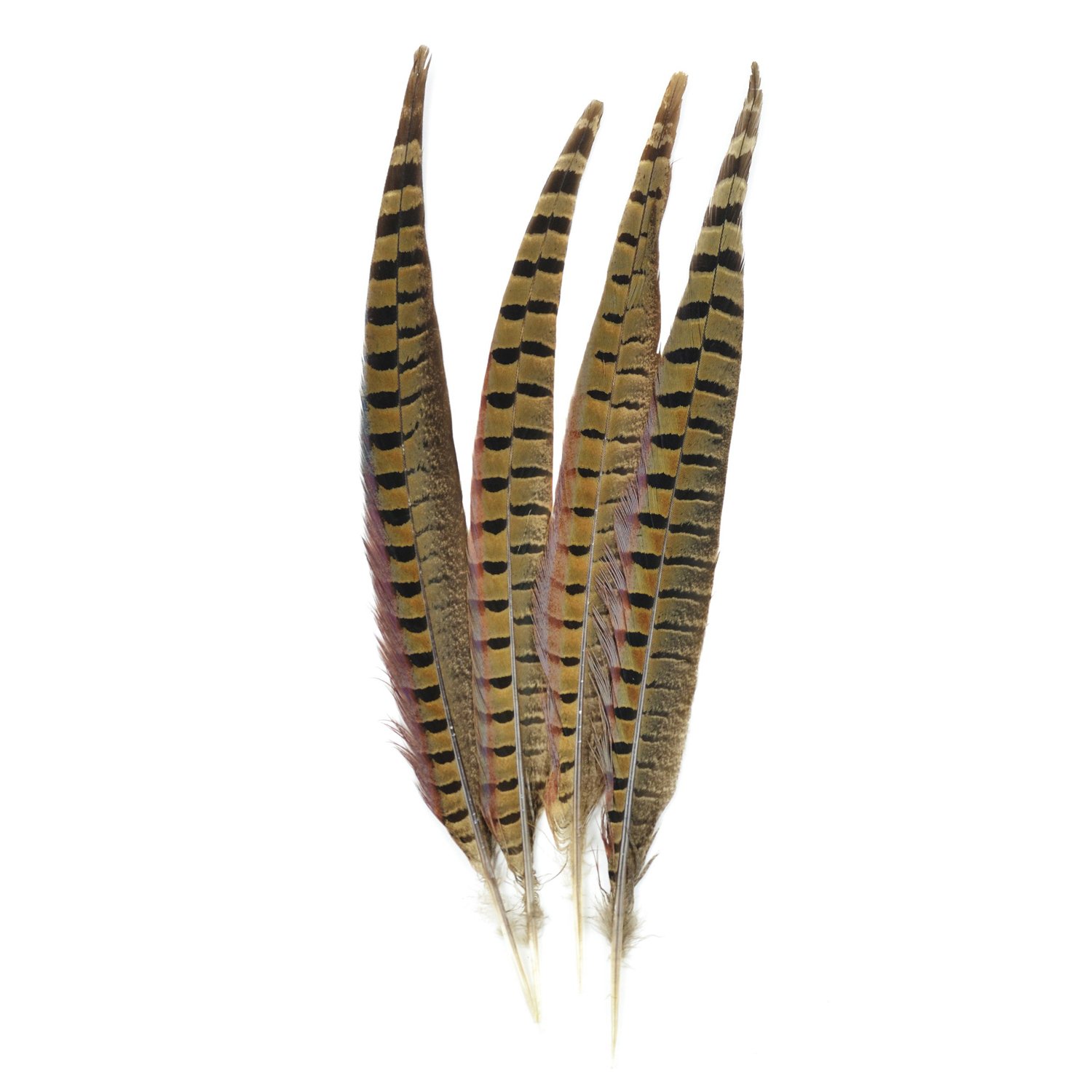 de Naturaleza Aillo de Cuello Faisan Plumas 4 / Pcs, Natural