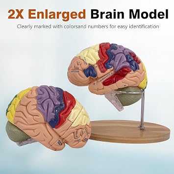 Xiaoxu Anatomically Precise Anatomically Precise Human Brain Model 4 Pieces Of Human Brain Model For Medical Learning 2x Human Brain Mockup