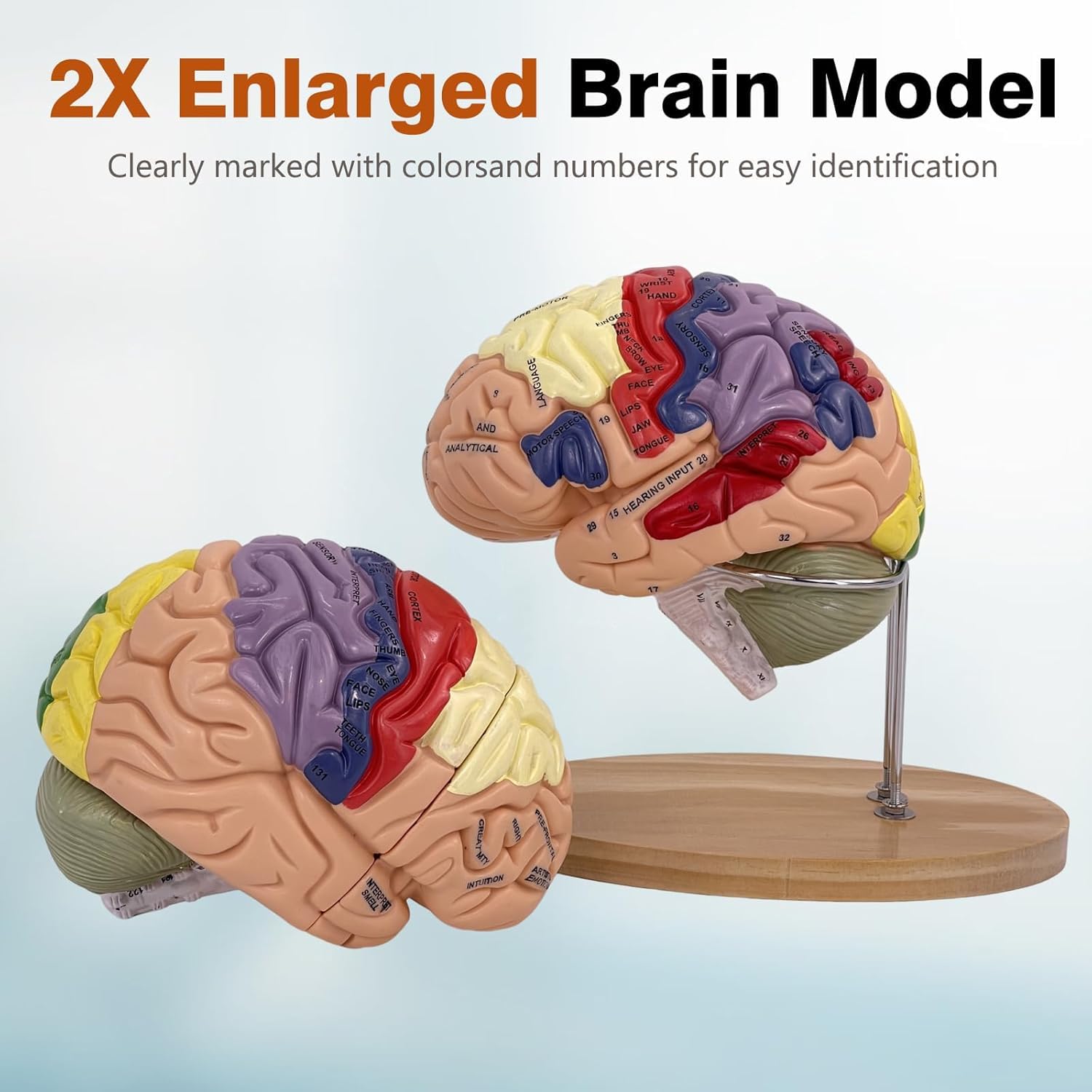 Modello di Cervello Umano Anatomicamente Preciso Maqueta Cervello 4 Porzioni per La Esposizione Medica Aprendizaje Maqueta Cervello Umano Psicologia di Dimensione Reale 2X