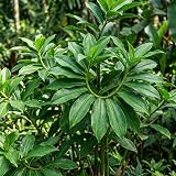 Pack of 7 Fresh Insulin Plant Cuttings, Rare Herb, Green Ginger Unroot, 5 Inc Long