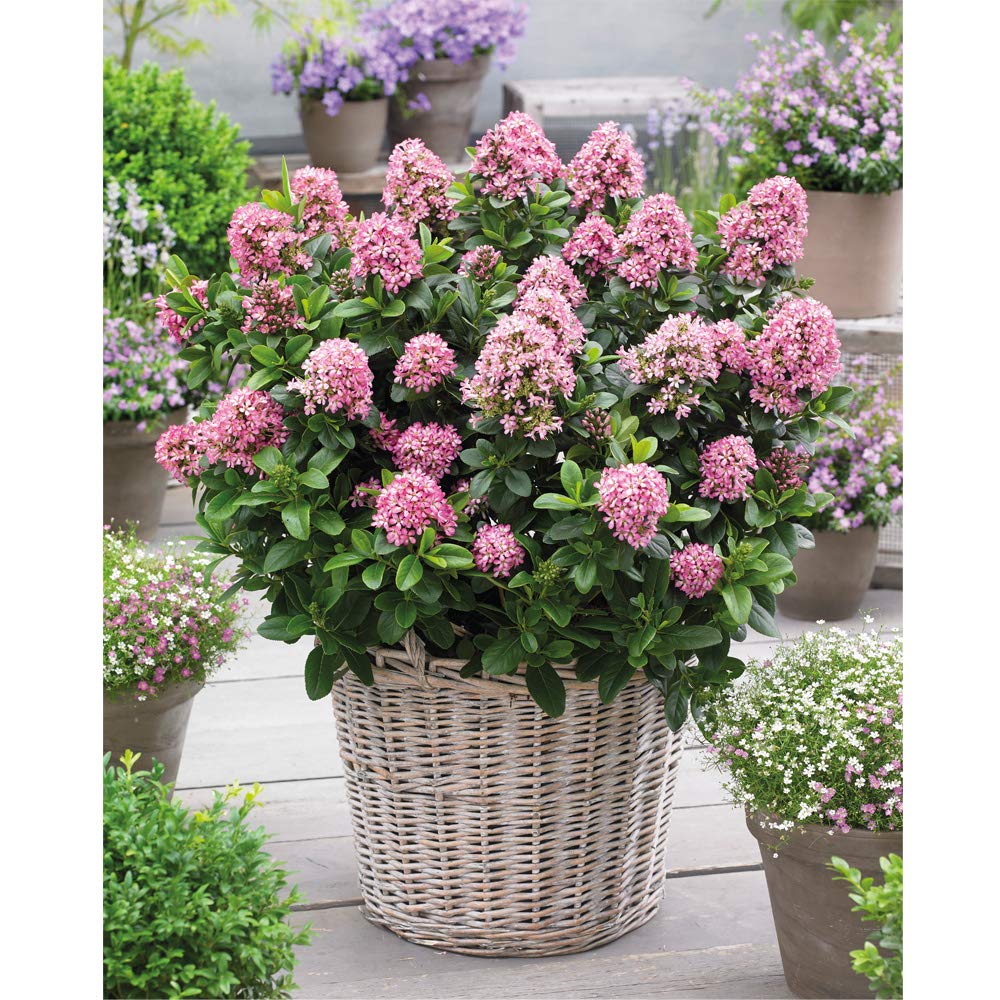 Thompson & Morgan Escallonia ‘Pink Elle’ Hardy Perennial Flowering Shrub, Potted Garden Plants Ideal for Cottage Gardens, Patio and Containers (1 x 3 Litre Pot)